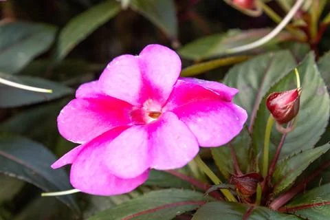 Close up of a pink whith gradient  flower surrounded by small flower buds Stock Photos