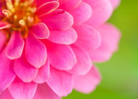 Close up of pink wild flower. Beautiful floral use as background. Outdoors. Stock Photos
