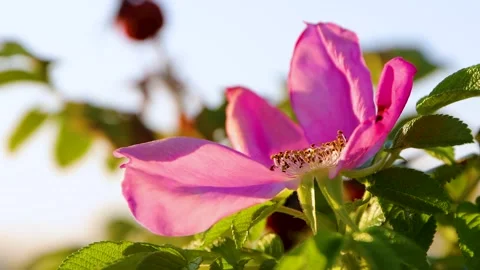 Close up of a pink wild rose bloom with green leaves  gently swaying in the.. Video stock 328236409