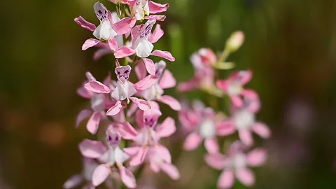 Close Up Pink Wildflower Stock Footage 311935232