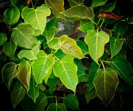 Close up of Pipal leafs. Stock Photos