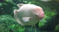 Close Up Piranha Fish In Aquarium 4k or 4k+ Resolution