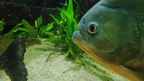 Close up of piranha fish eye Stock Footage 296548174
