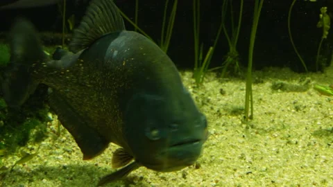 Close up of piranha fish Stock Footage 233444788