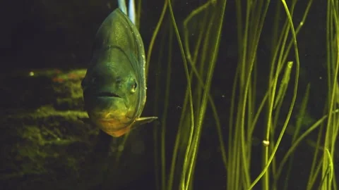 Close up piranha fish  Stock Footage 241010899