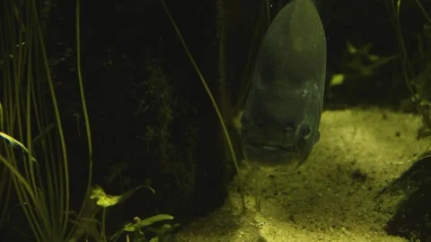 Close up piranha fish  Stock Footage 241011045