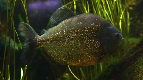 Close up of piranha fish Stock Footage 251760486