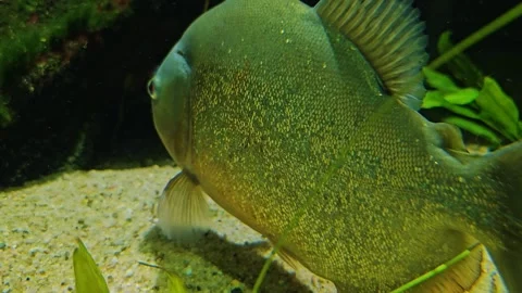 Close up of piranha fish  Stock Footage 261390464