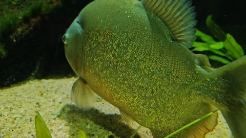  Close up of piranha fish  Video stock 261420123