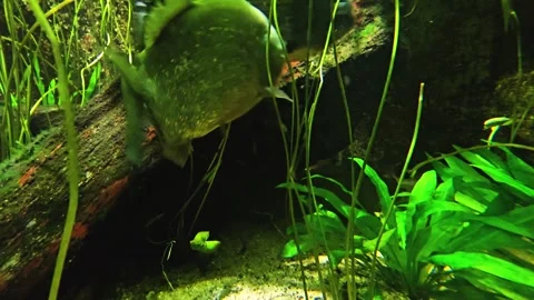 Close up of piranha fish Stock Footage 264127788