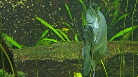 Close up of piranha fish Stock Footage 269550481