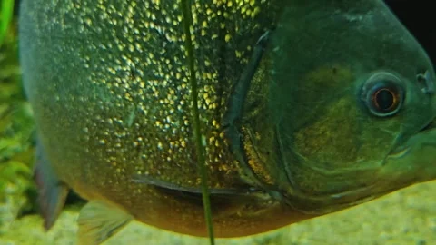 Close up of piranha fish Stock Footage 269552459