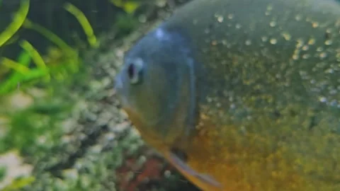 Close up of piranha fish Stock Footage 269826064
