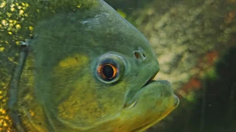 Close up of piranha fish  Stock Footage 269838136
