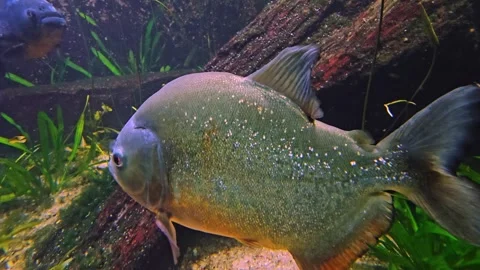 Close up of piranha fish Stock Footage 278022502