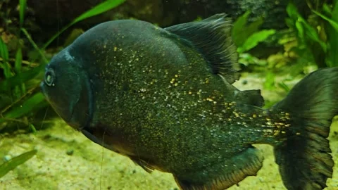 Close up of piranha fish  Stock Footage 294769030