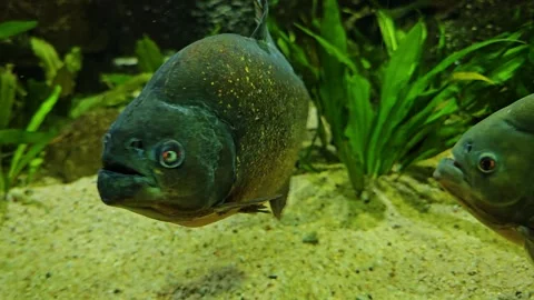Close up of piranha fish Stock Footage 295040269