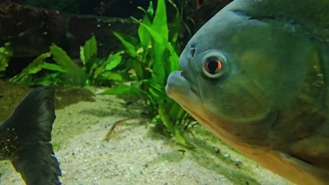 Close up of piranha fish  Stock Footage 296495520