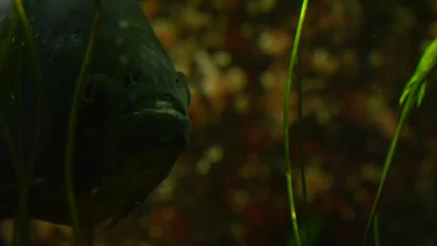 Close up of piranha fish head Stock Footage 266677063