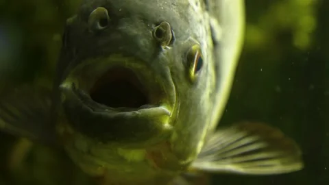 Close up of piranha Video stock 139119753