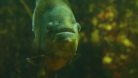 Close up of piranha Stock Footage 234147765