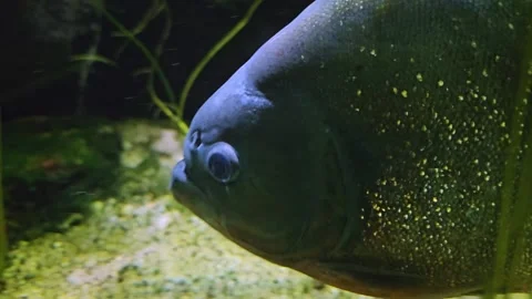 Close up of piranha Stock Footage 266694451