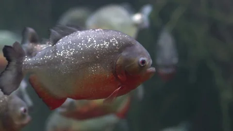 Piranha video hotsell