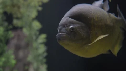 Close up piranha swims by camera Stock Footage 315140607