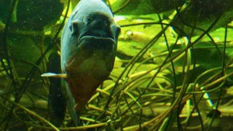 Close up of Piranhas Stock Footage 135886987