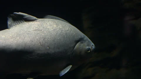 A close up of Pirapitinga Fish Stockbeeldmateriaal 68425197