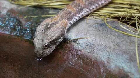Close up of pit viper  Stock Footage 254118426
