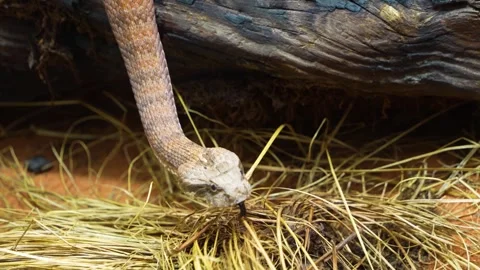 Close up of pit viper  Stock Footage 254118675