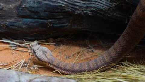 Close up of pit viper Stock Footage 254247340
