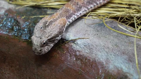 Close up of pit viper head Stock Footage 254168172