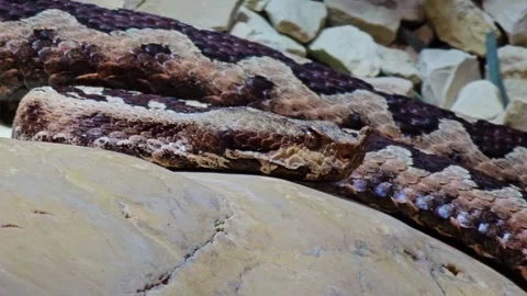 Close up of pit viper snake Stock Footage 266198101