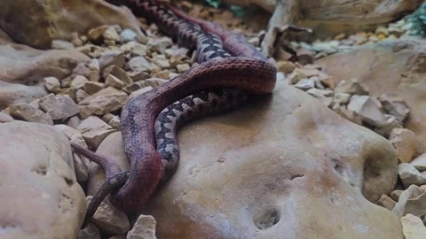 Close up of a pit viper snakes mating Stock Footage 296838335