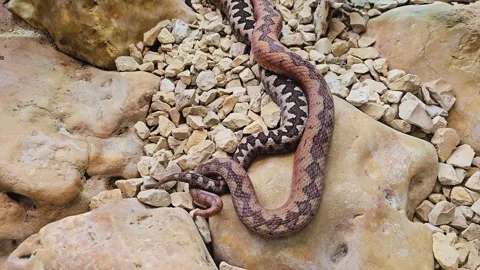 Close up of pit viper snakes reproducing Stock Footage 296841835