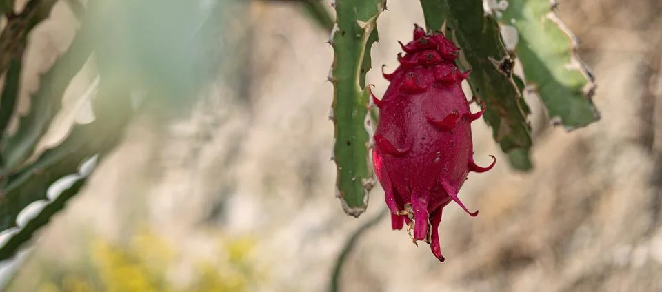 Close-up of a pitaya, dragon fruit, hanging from a plant in an ecological a.. Stock Photos