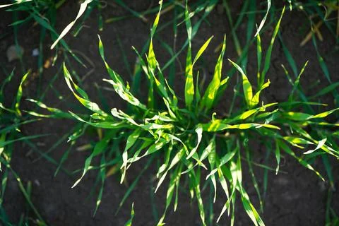 With close pitch spring wheat in good condition. Top view. Stock Photos
