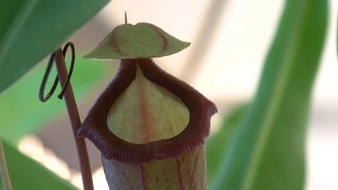 Close-up of a pitcher plant Vidéo 106375736