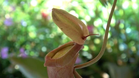 Close-up of a pitcher plant Vidéo 106375910