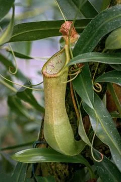 Close up of pitfall trap of the Toba pitcher plant Stock Photos