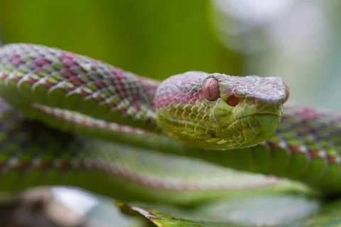 Close up Pitviper snake Stock Photos