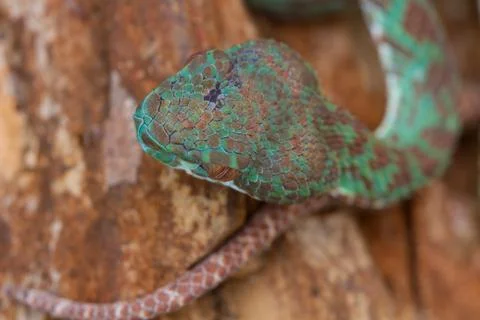 Close up Pitviper snake Stock Photos