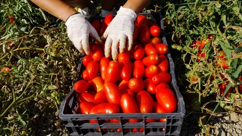 Close up on placing the fresh tomatoes in the box- Tomatoes Harvesting 動画素材 87394208