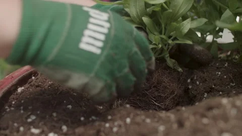 Close-up of placing plants in a larger pot Video stock 255857621