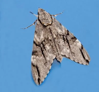 Close up the Plain grey Hawk moth . Stock Photos