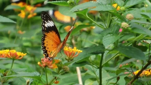 Close up of a Plain Tiger butterfly (Danaus chrysippus) perched on flowers. Video stock 341228648