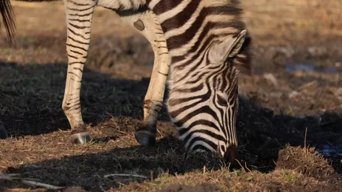 Close up Plain Zebra moving to a waterhole to drink water in the bush Stock Footage 293674805