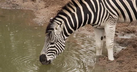 A close-up of a plains zebra drinking at a water hole Stock Footage 243066984